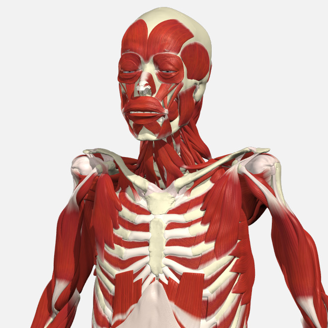 PHYSIOPEDIA – Functional Anatomy – 12 Months