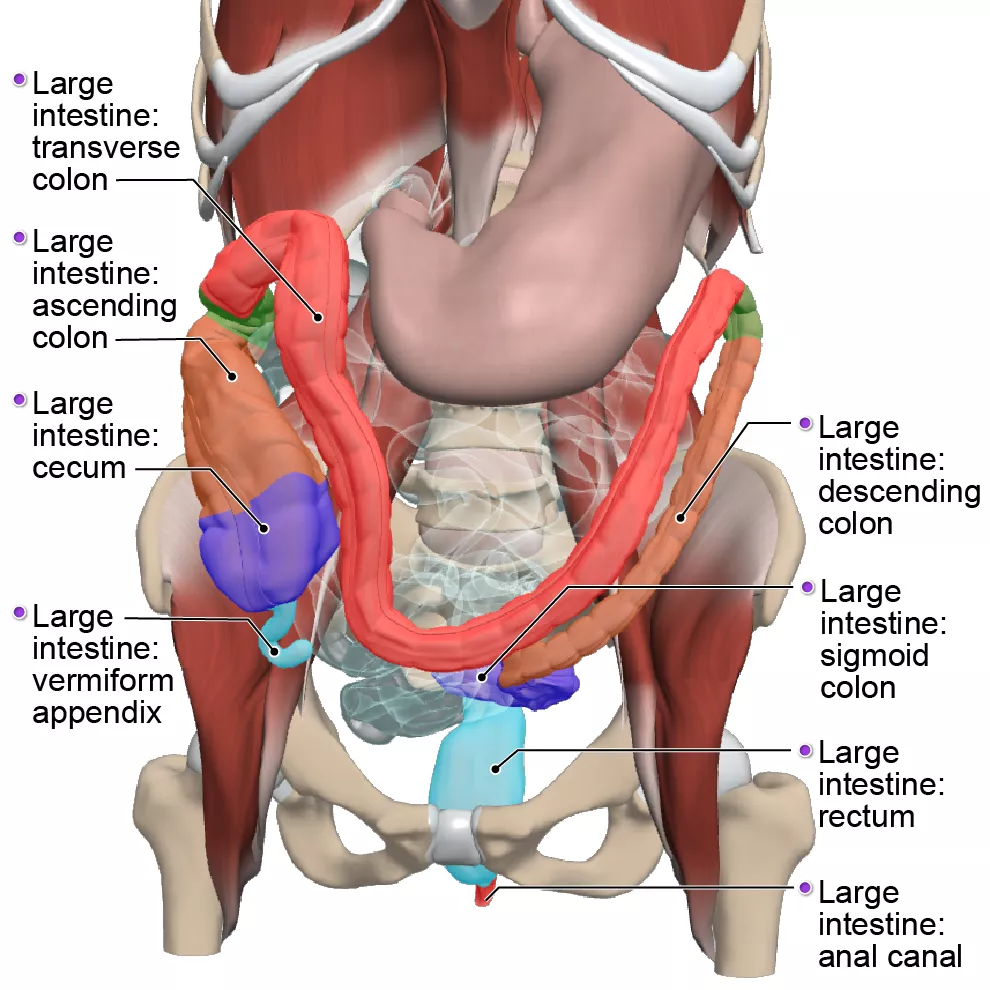 large intestine - labelled - Primal Pictures