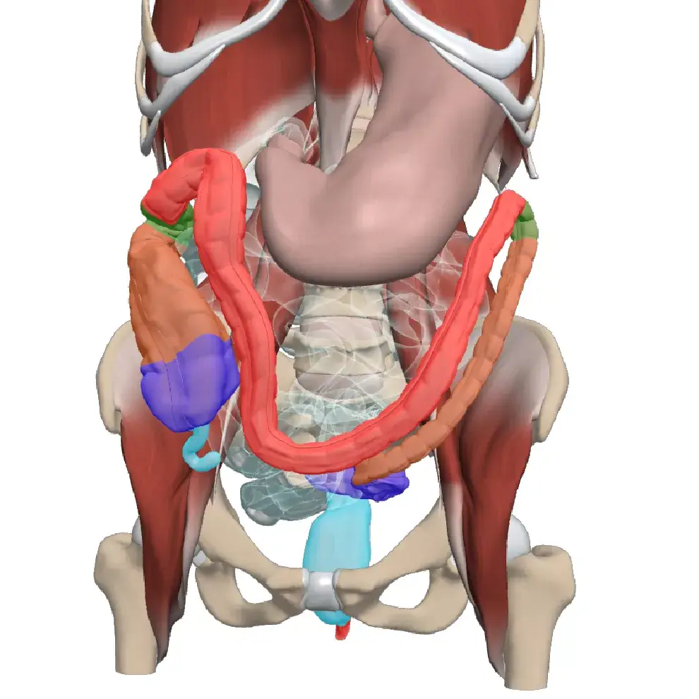 parts of small intestine without labels