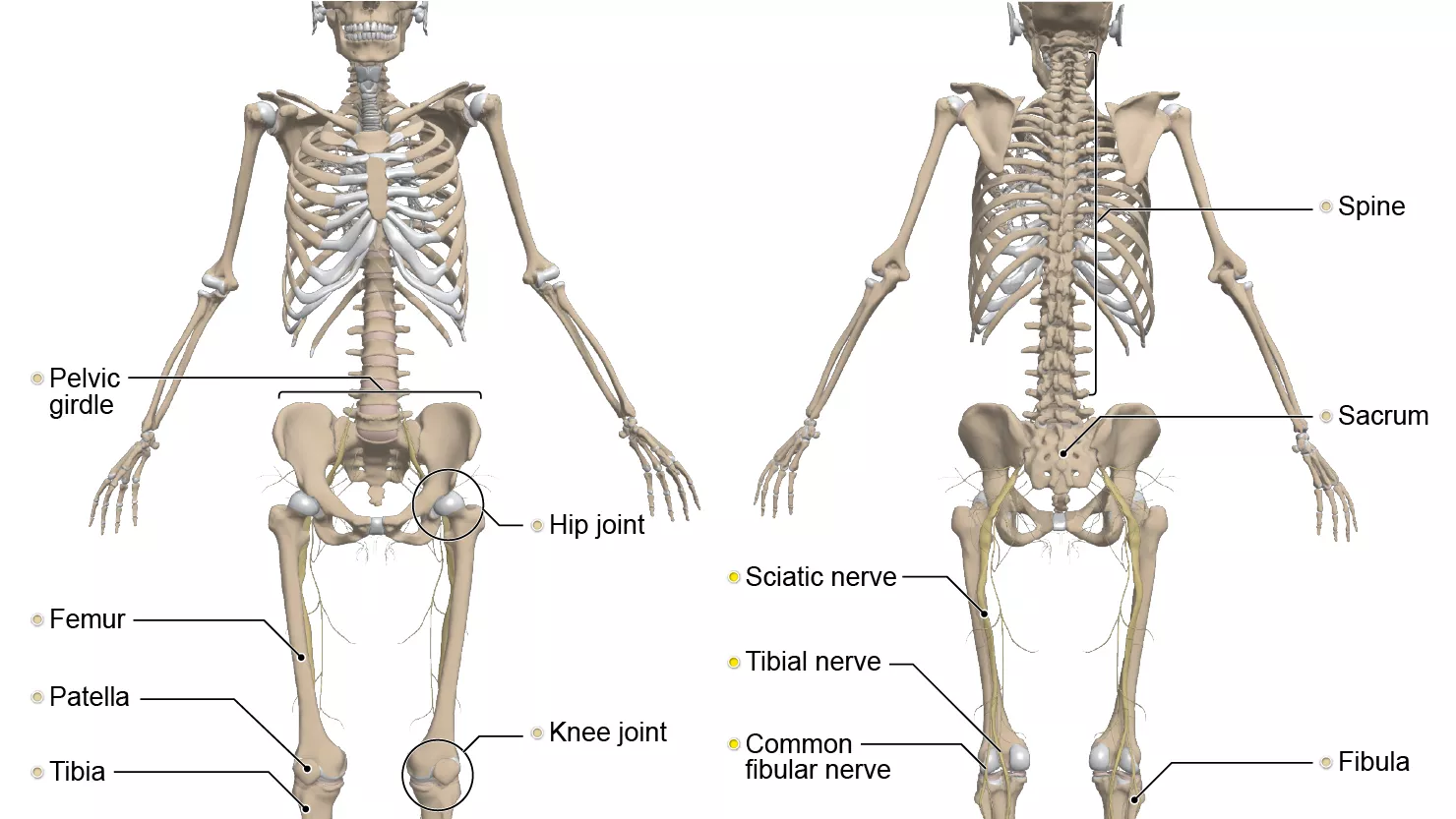 anterior - posterior - body - anatomy - cross-legged - legs - crossed - Primal Pictures