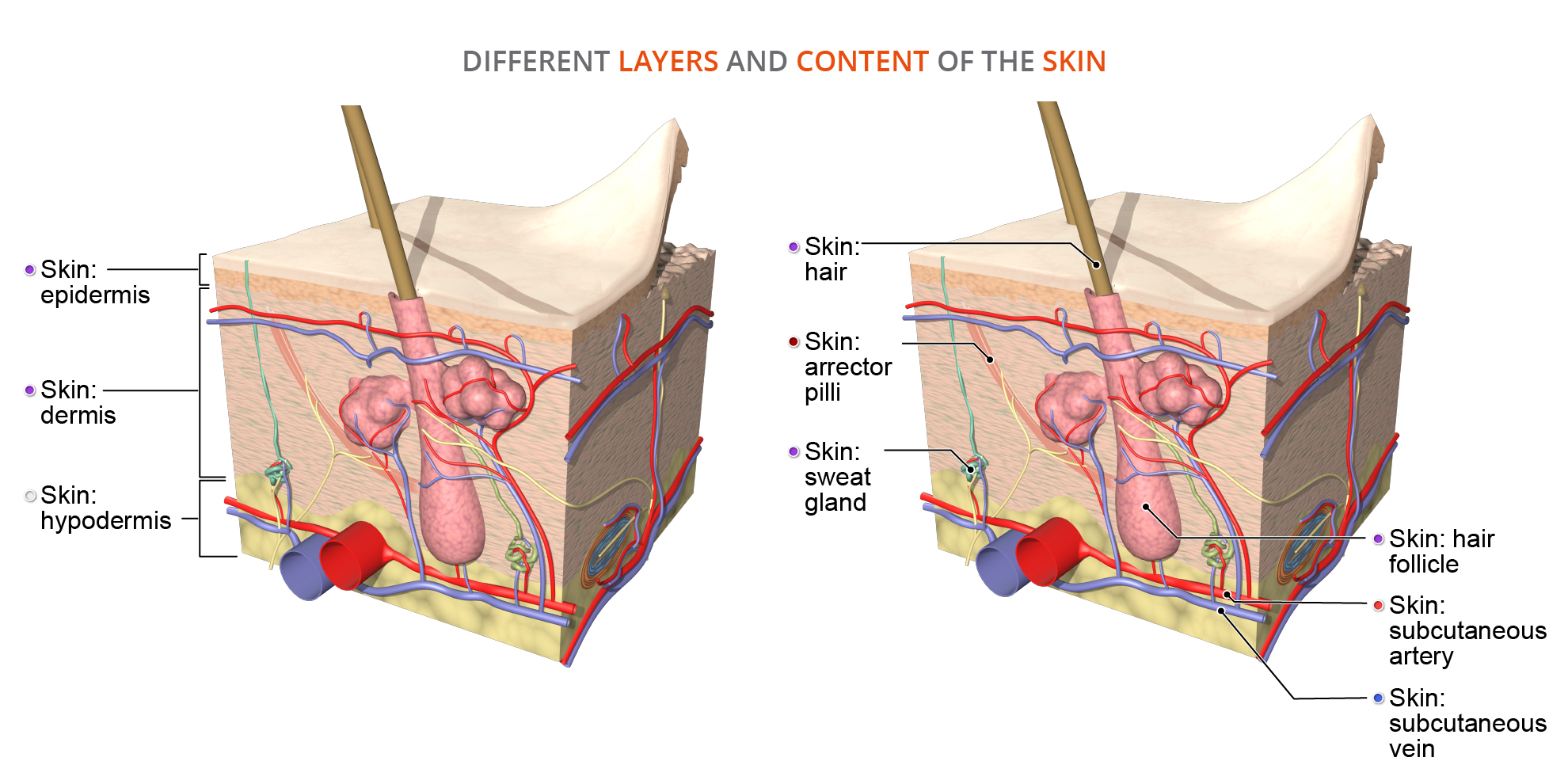 skin - microanatomy - layers - anatomy - Primal Pictures