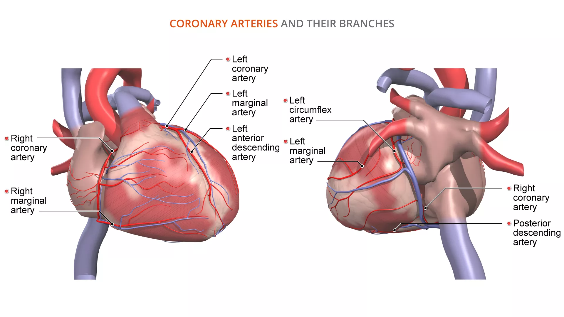 Heart anatomy: Structure, valves, coronary vessels