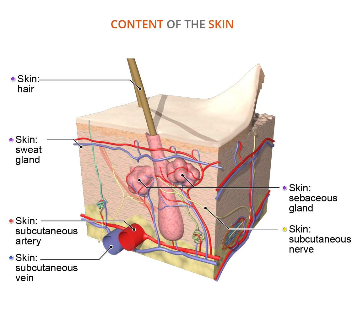 Skin contents - Primal Pictures