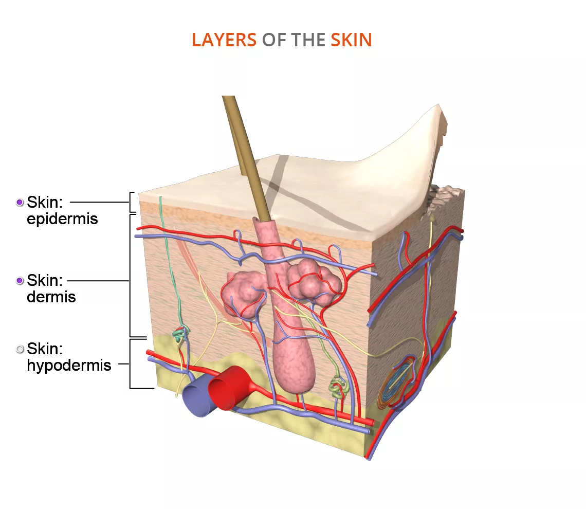 skin anatomy