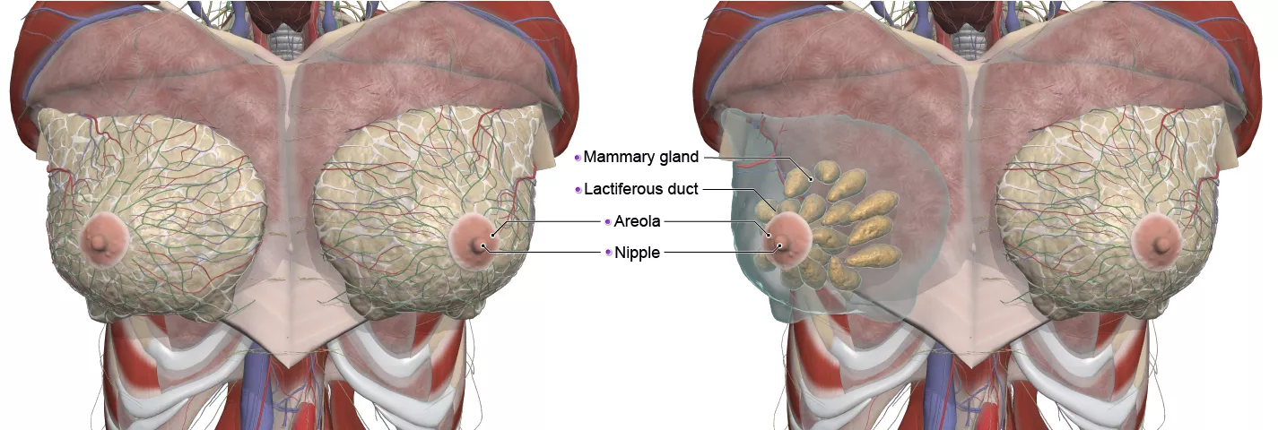  Anatomy Model Anatomy Model, Breast Model, Lactation