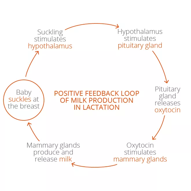 Breastfeeding The anatomy and physiology behind milk production