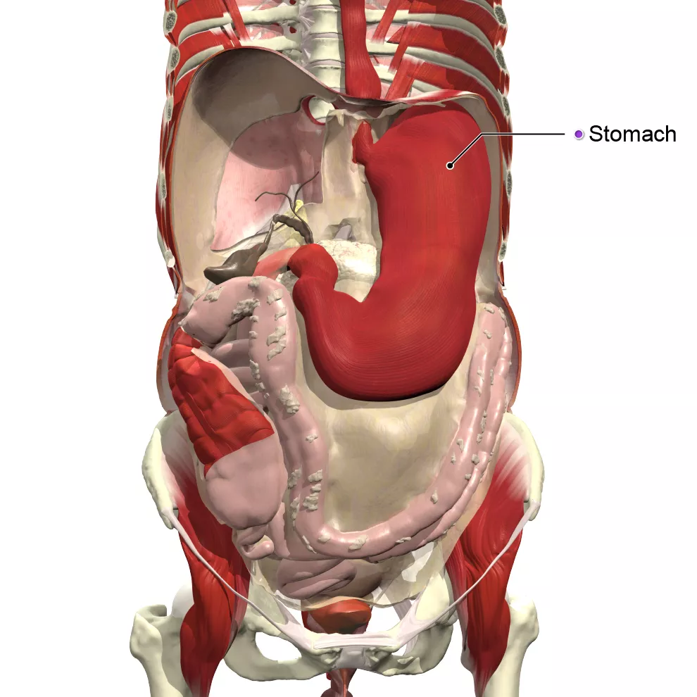 overeating-the-anatomy-and-physiology-of-how-the-stomach-works