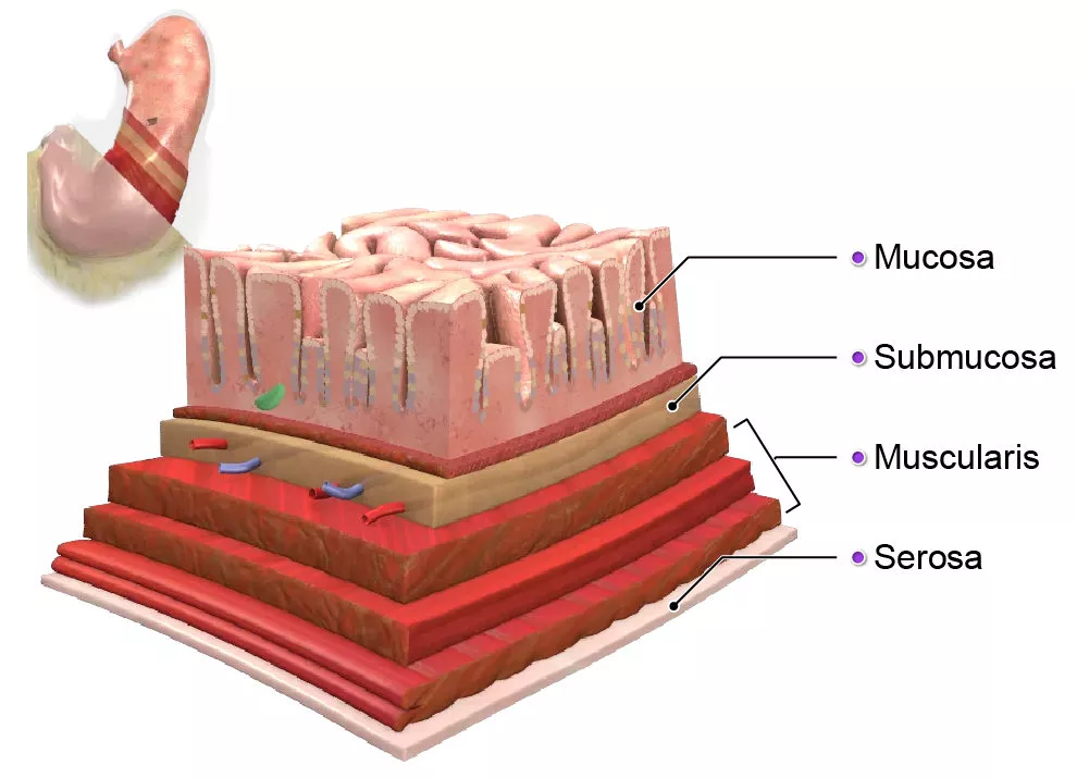 overeating-the-anatomy-and-physiology-of-how-the-stomach-works