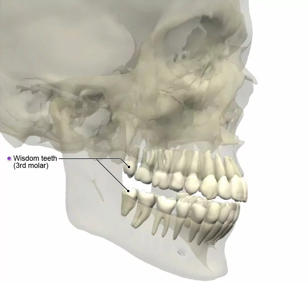 Wisdom Teeth Roots