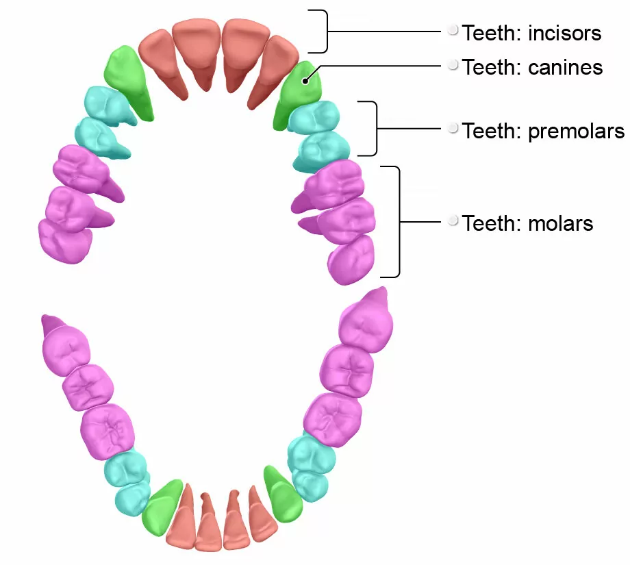 Dentition Anatomy