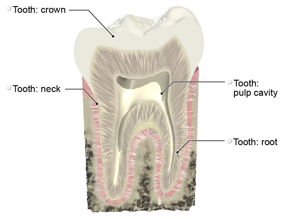 Different parts of tooth anatomy