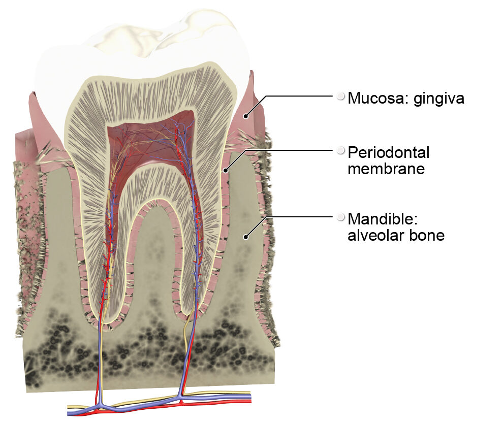 Supportive structures of tooth anatomy