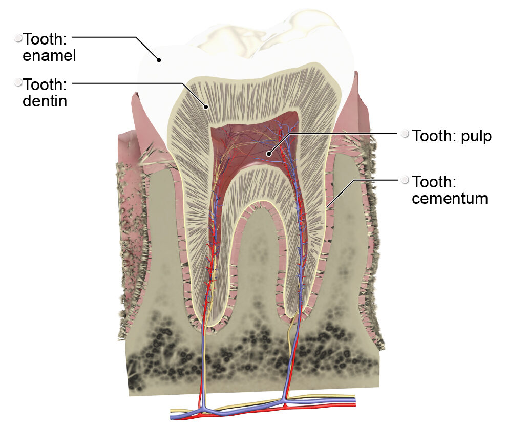 Tissue types of tooth anatomy