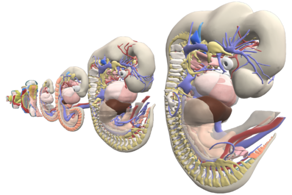 Embryology stages