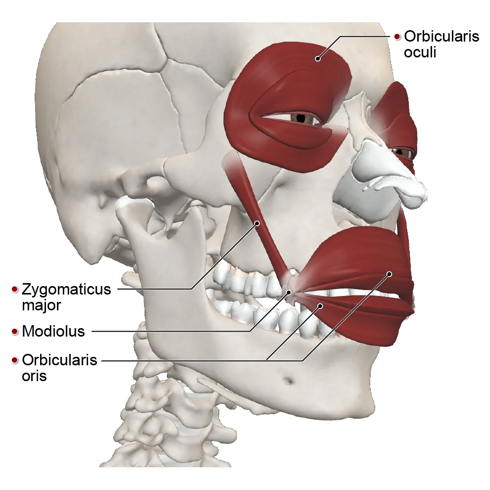 Facial Muscles For Dimples