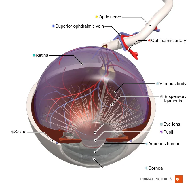 Eye Cross Section