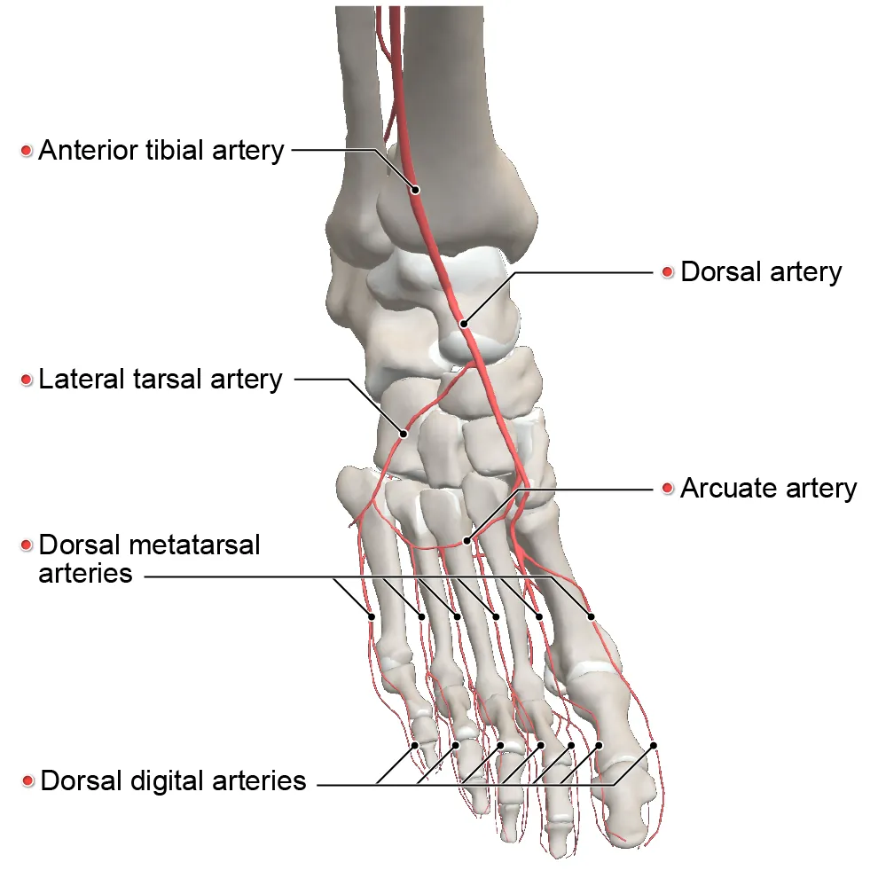 arterial supply - foot - anterior