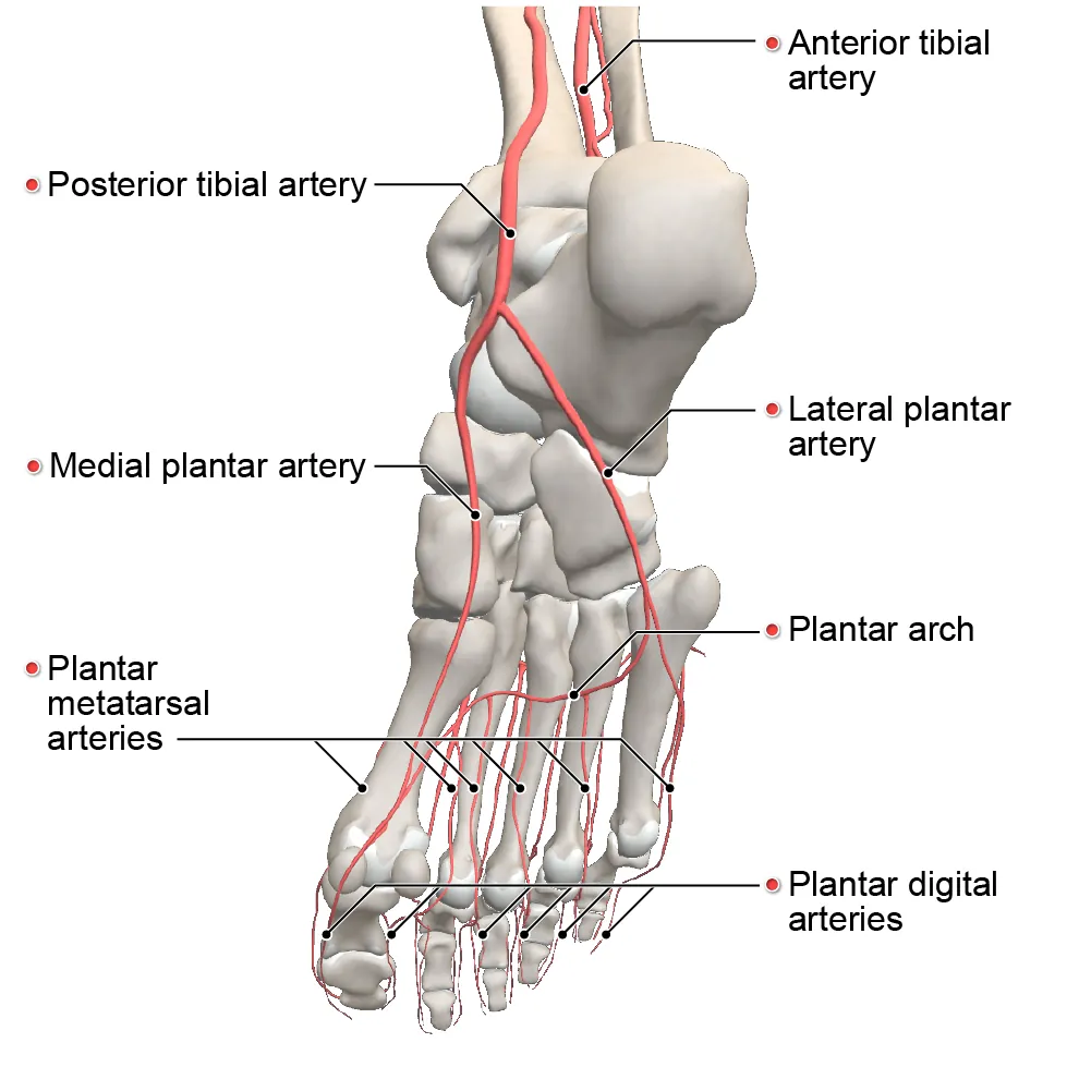 arterial supply - foot - posterior