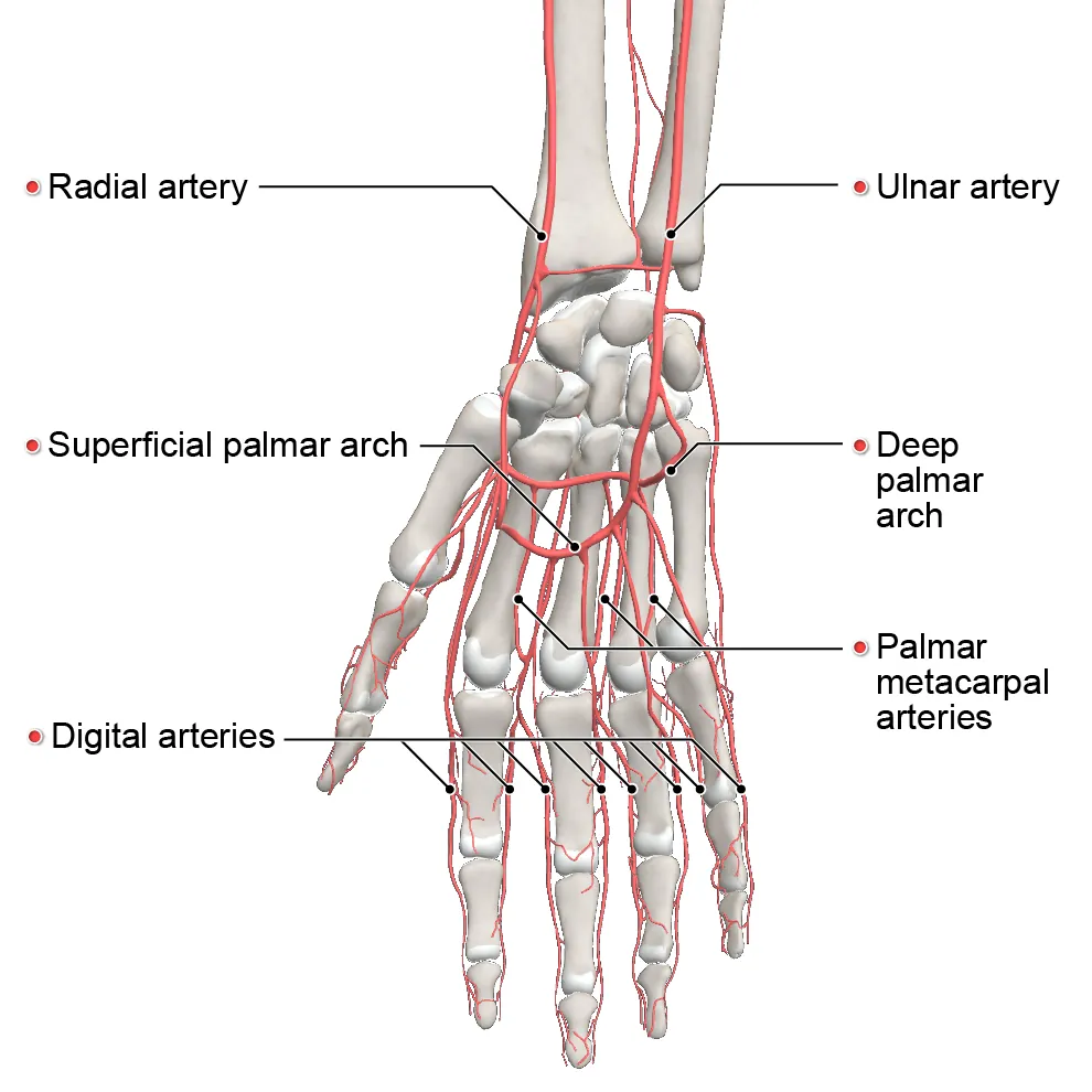 arterial supply - hand - anterior