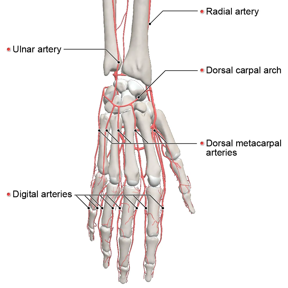 arterial supply - hand - posterior