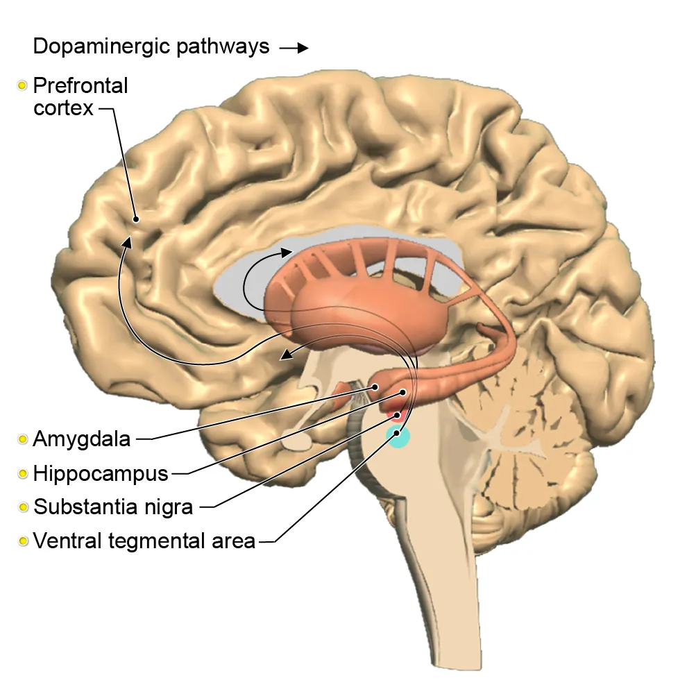 arterial supply - hand - anterior