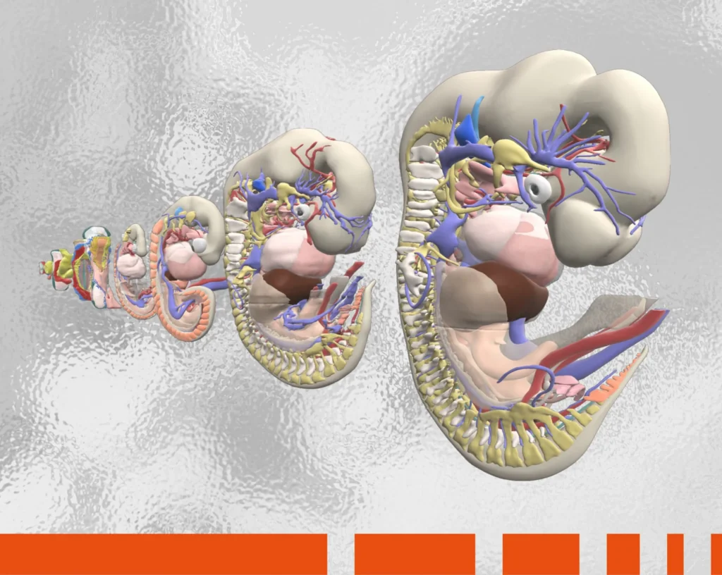 3D embryology models