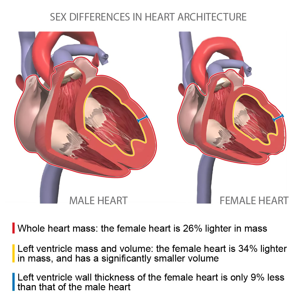 sex differences in hearts