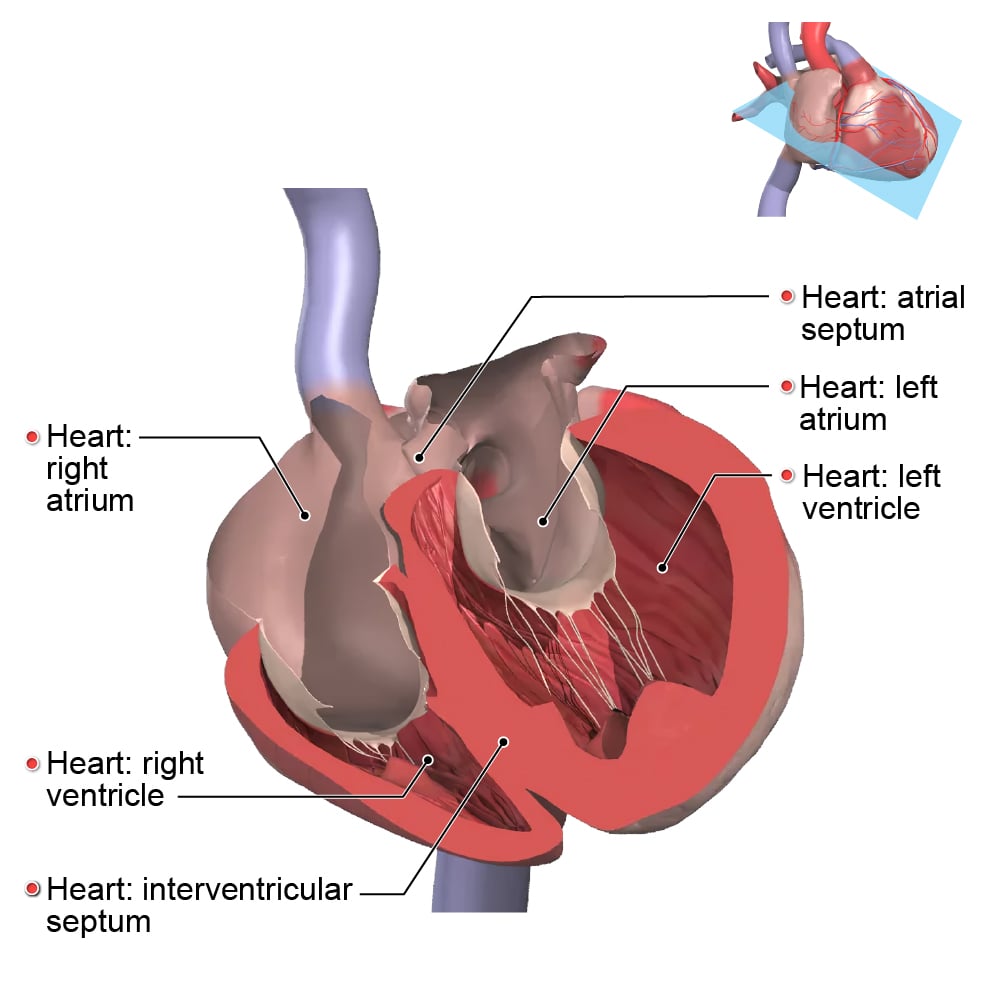 heart chambers