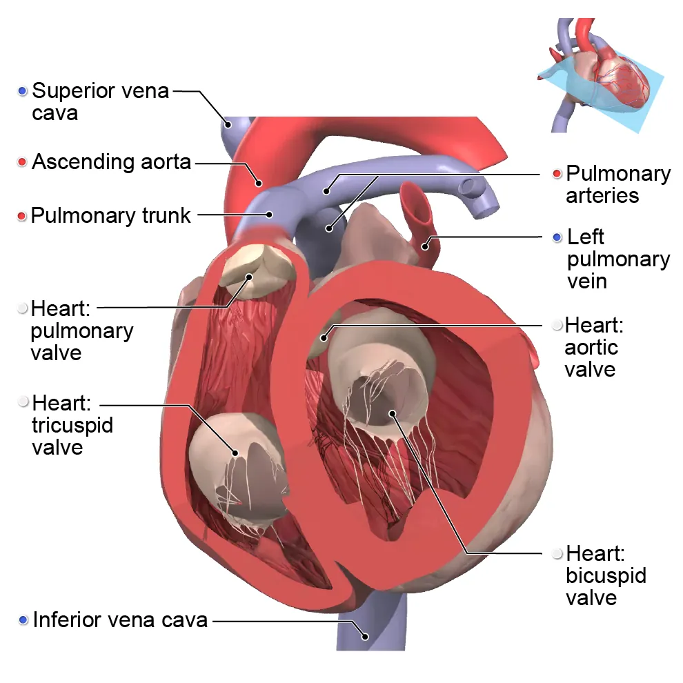 heart valves-vessels