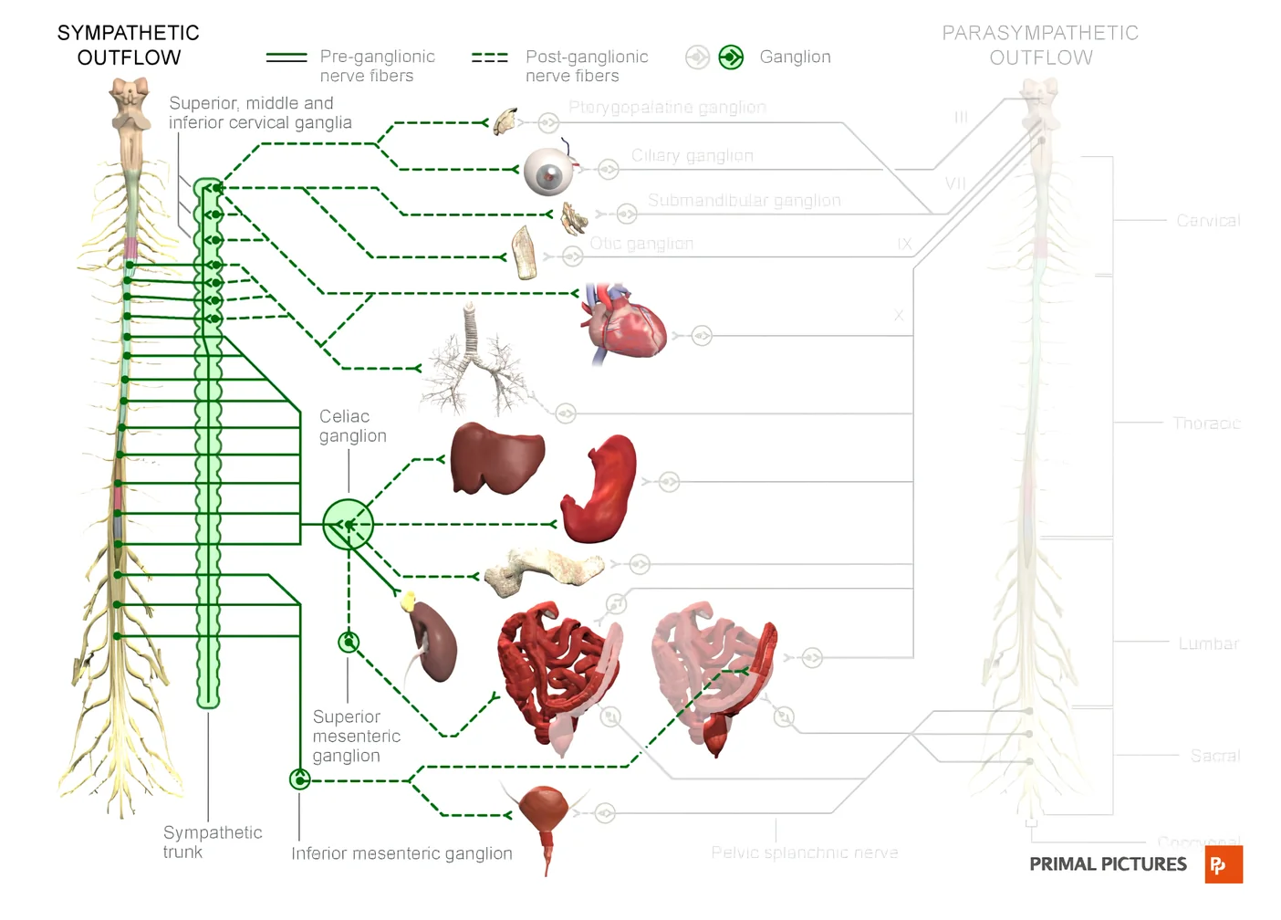 Sympathetic nervous system