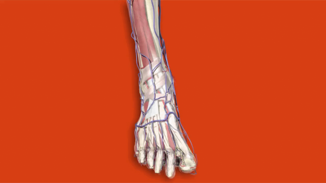 Anatomy.tv gif