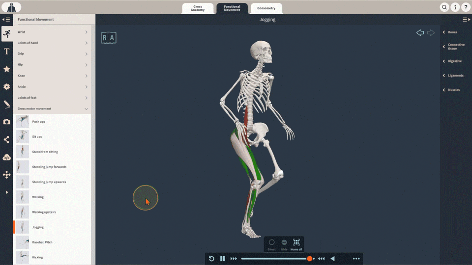 3D Real-time Functional Anatomy embed gif