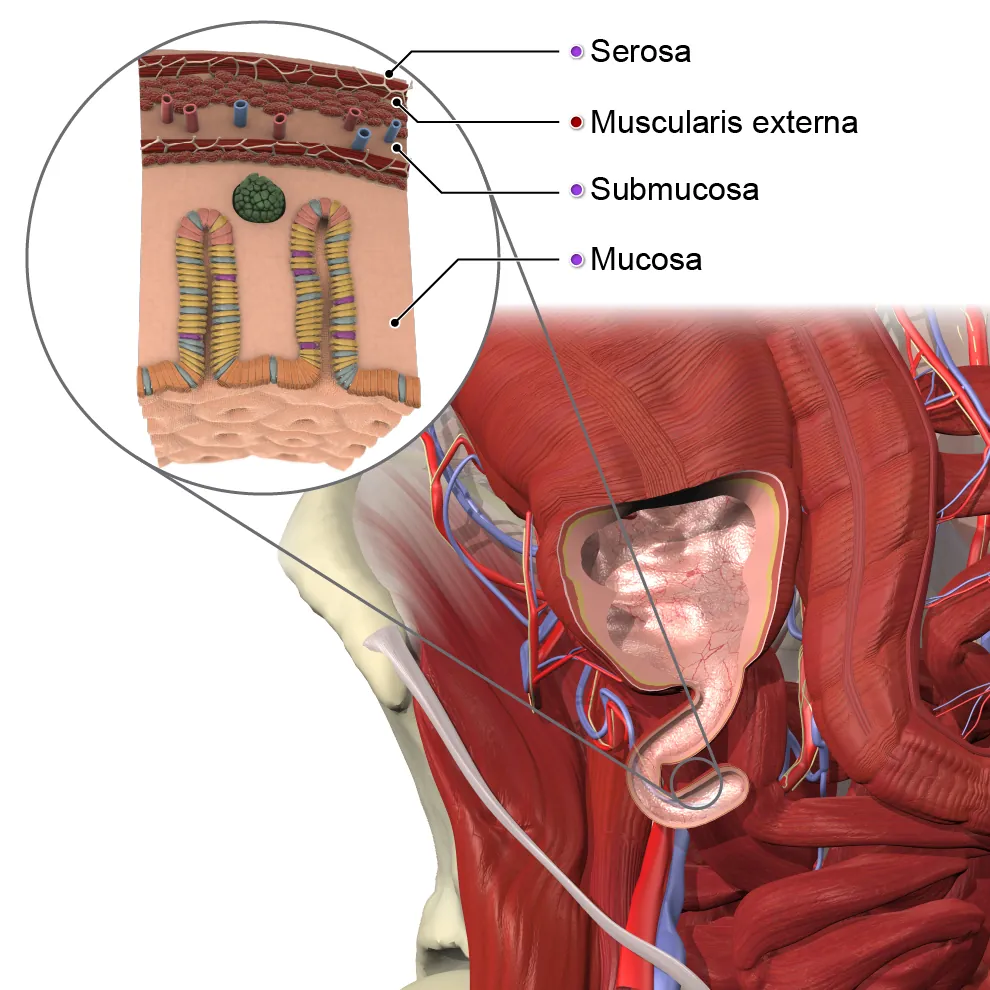 Appendix Wall Layers