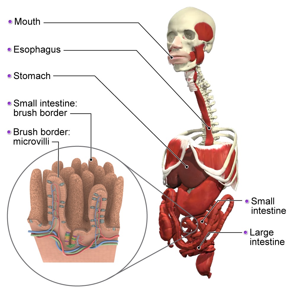 digestive system small intestine brush border