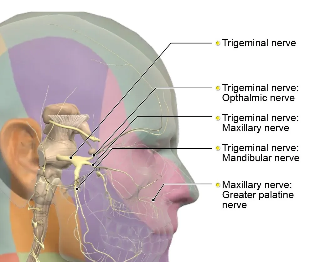Trigeminal Nerve Distribution