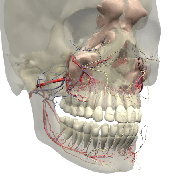 Oral anatomy