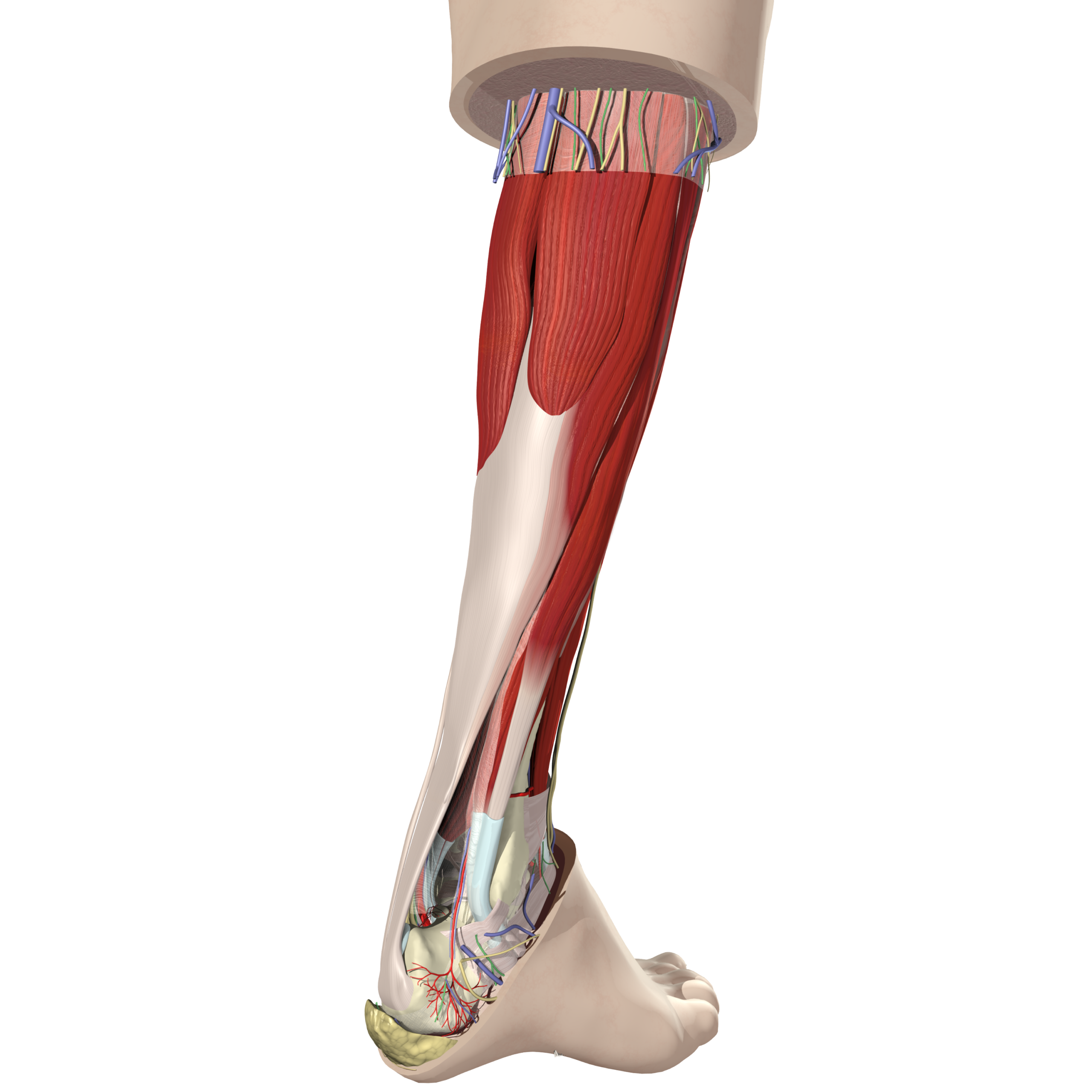 leg dissection